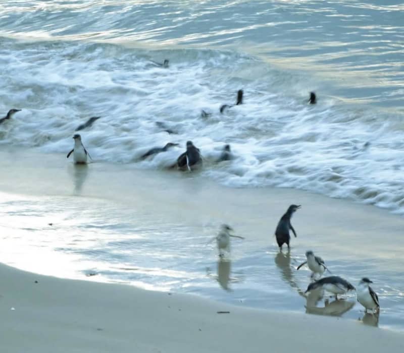 Blue penguins on a sandy beach with waves rolling in at the shore