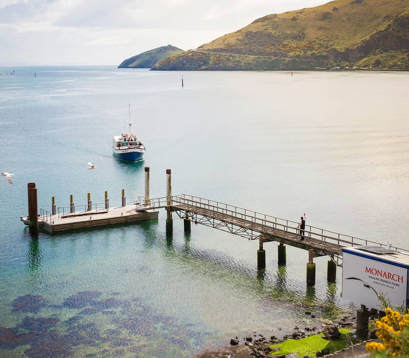 Boat named Monarch approaching a wharf with hills in the background and flying seagulls over clear water.