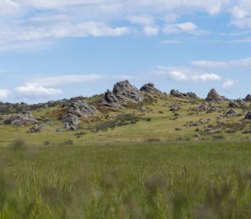 A wide view of a green grassy field in Middlemarch, Otago, featuring numerous jagged schist rock tors scattered across a gentle hillside under a bright blue sky.