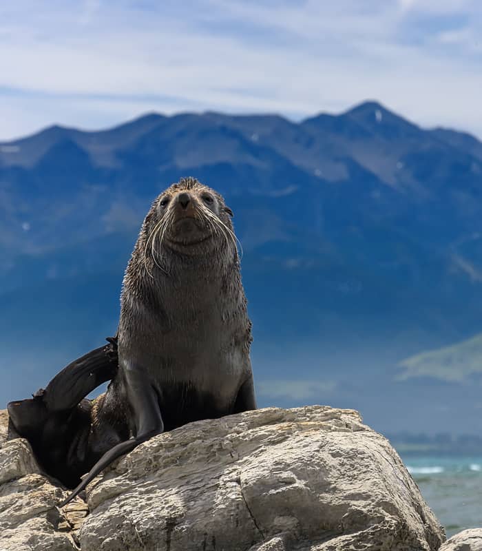 Seal sitting on a rock near Kaikoura