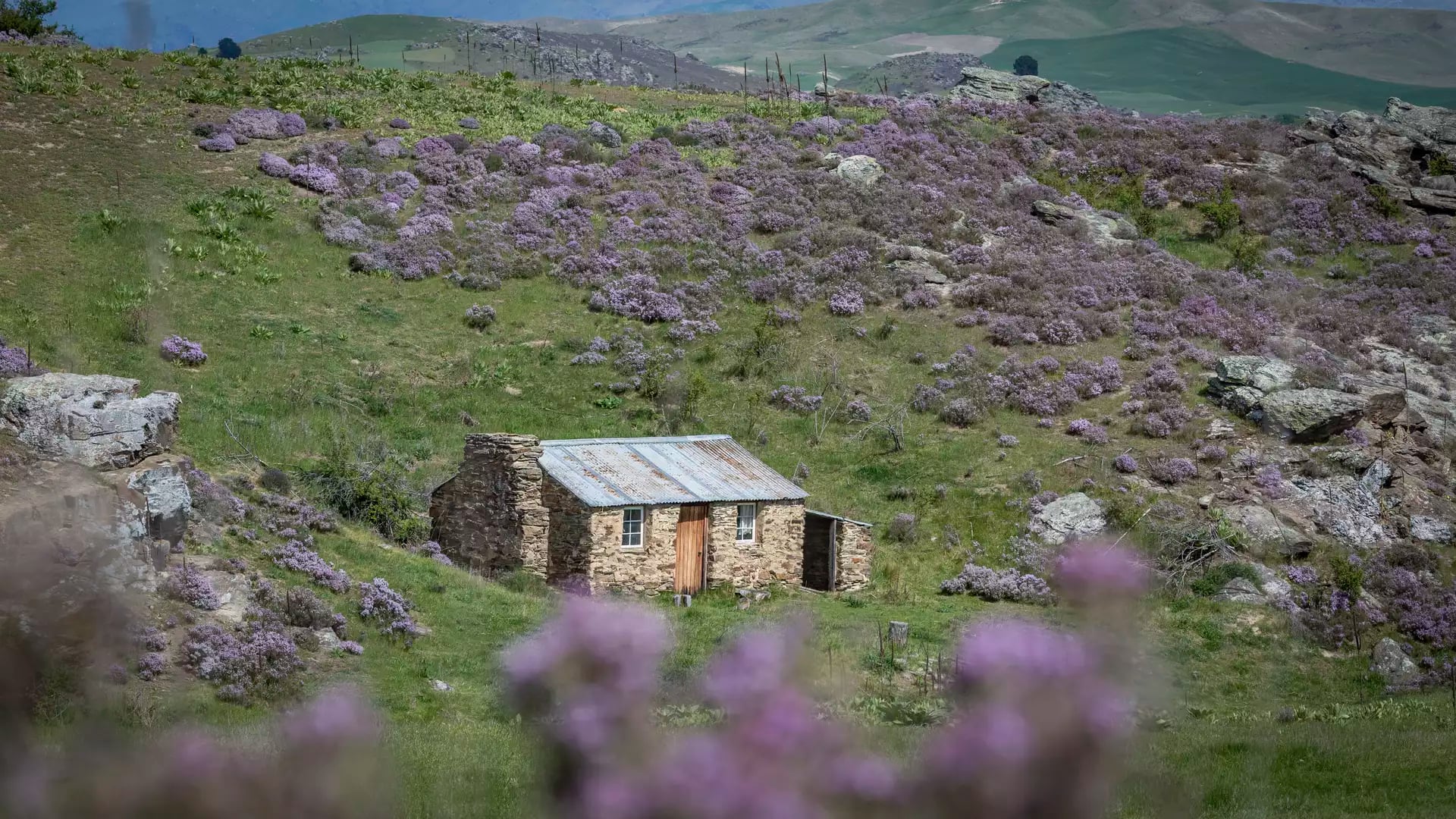 A small, historic stone cottage with a rusted corrugated iron roof sits in a grassy field surrounded by purple wildflowers and rocky schist outcrops in Central Otago.