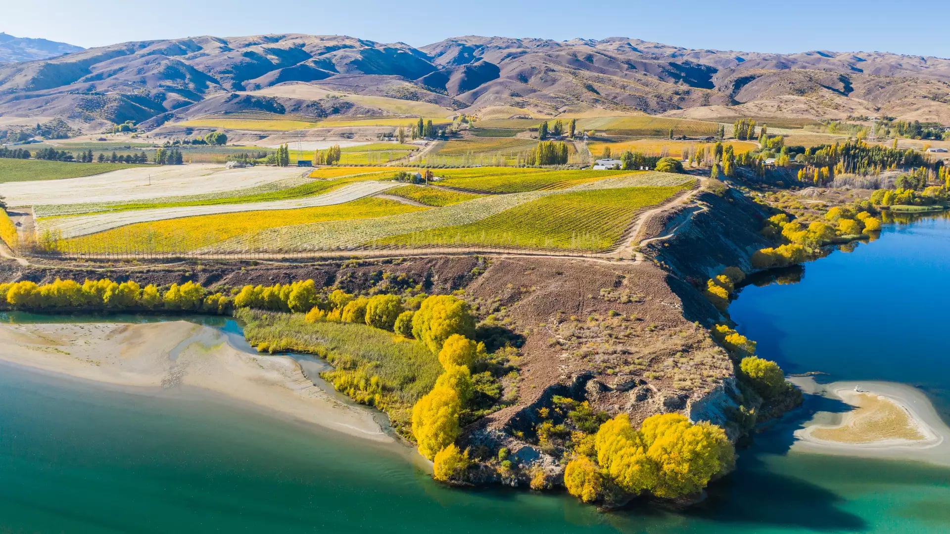 An aerial view of bright yellow autumn trees and tiered green and gold vineyards on a high terrace overlooking the turquoise waters of the Kawarau River in Bannockburn.