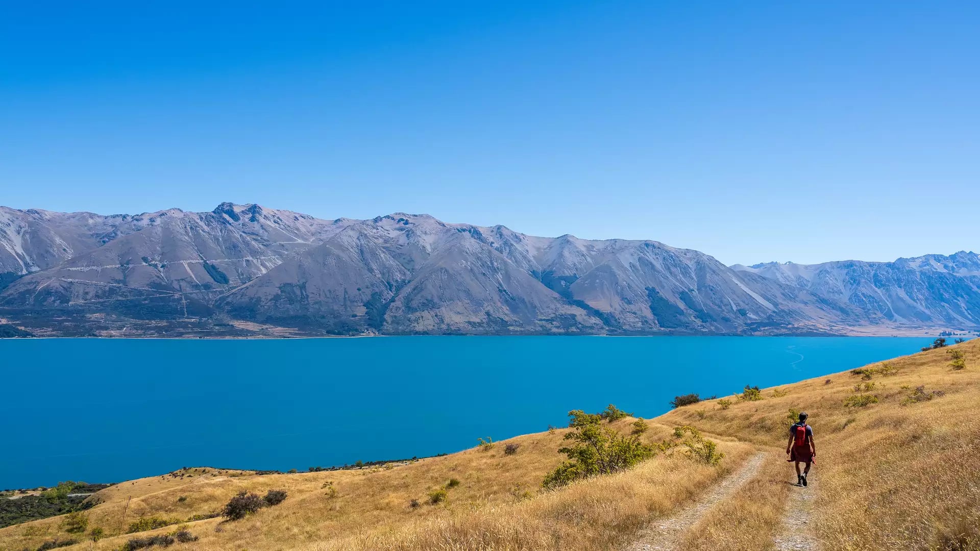 A lone hiker walks down a golden grassy trail on a steep hillside overlooking the deep turquoise waters of Lake Ōhau and a rugged mountain range under a clear blue sky.