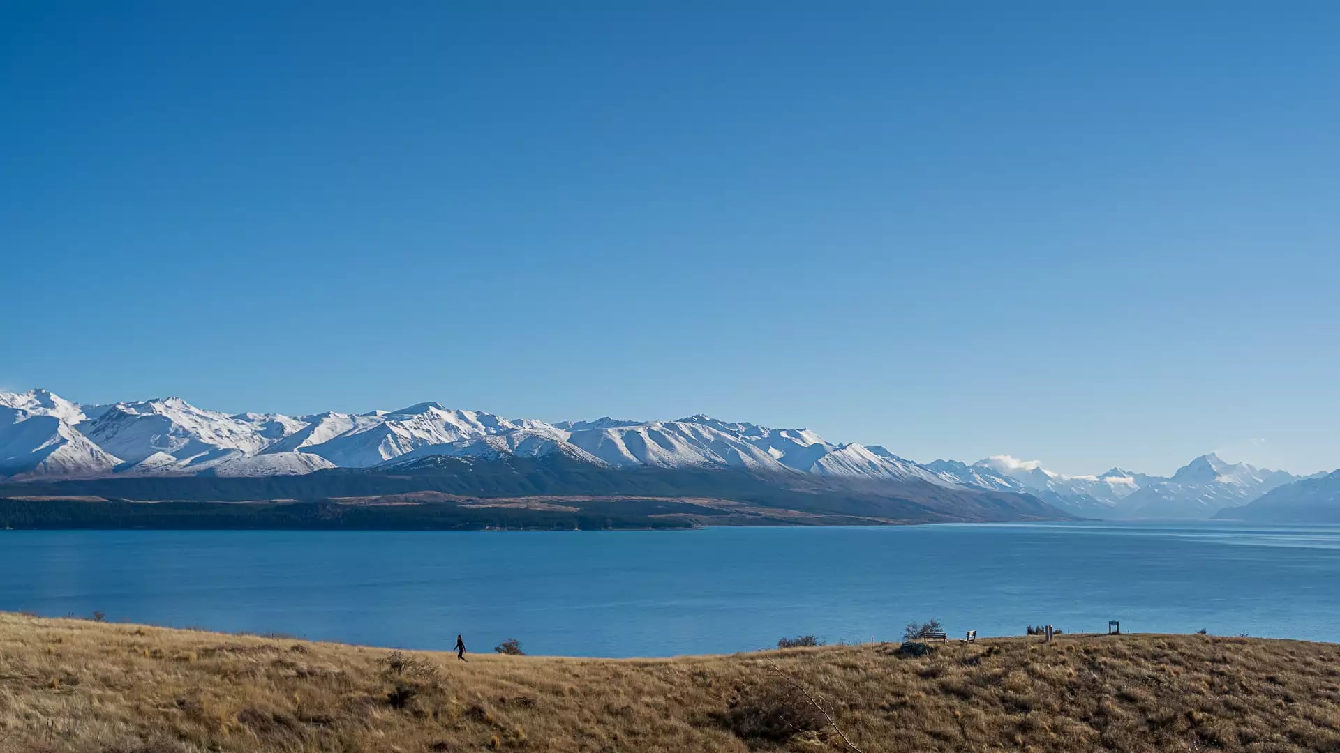 A wide panoramic view of Lake Pūkaki from the Kettle Hole Track, with a lone hiker on a golden tussock hill in the foreground and a long range of snow-capped mountains in the distance.