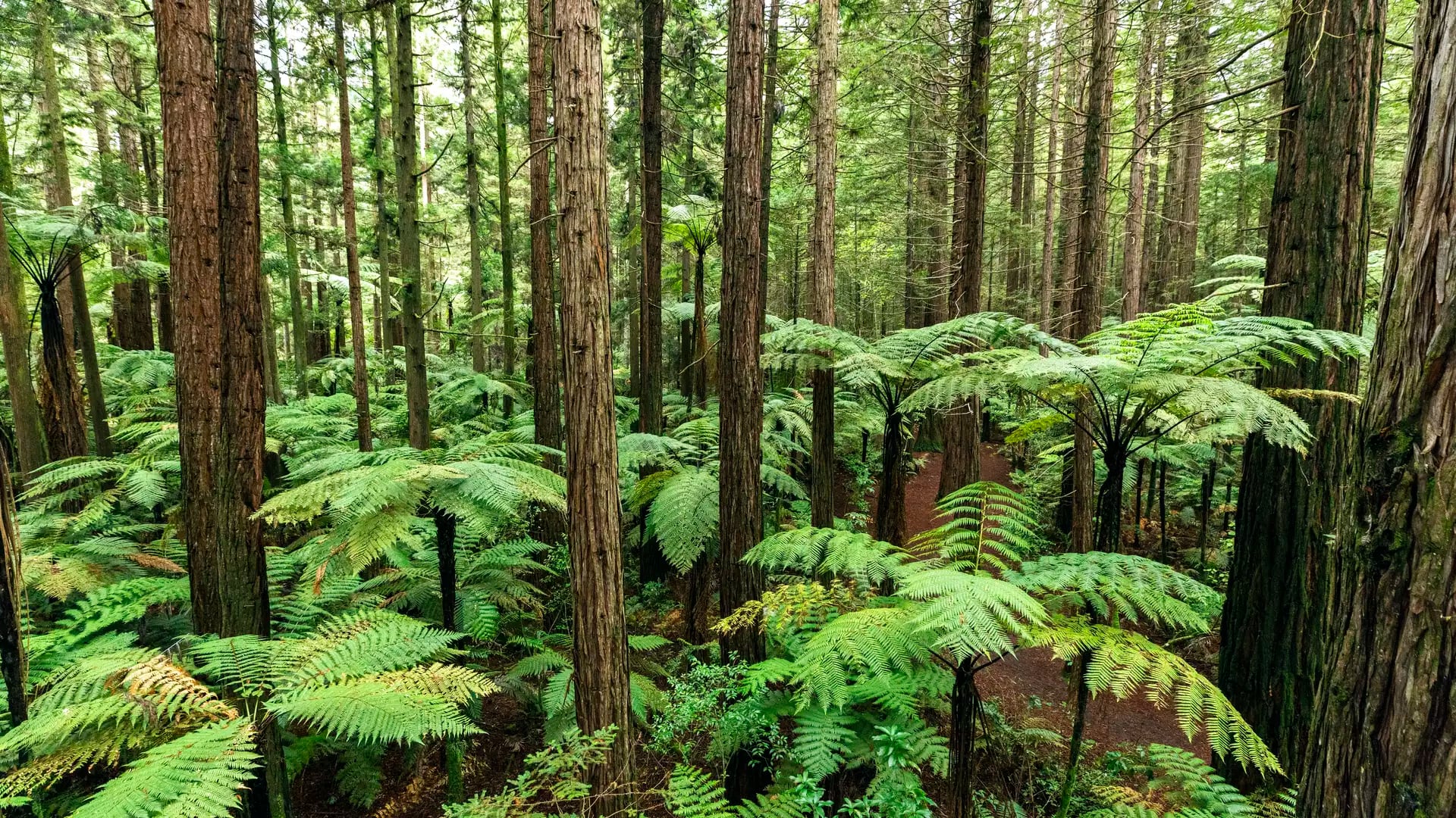 A high-angle view looking down into a dense forest of tall redwood trunks and vibrant green silver ferns in Rotorua.