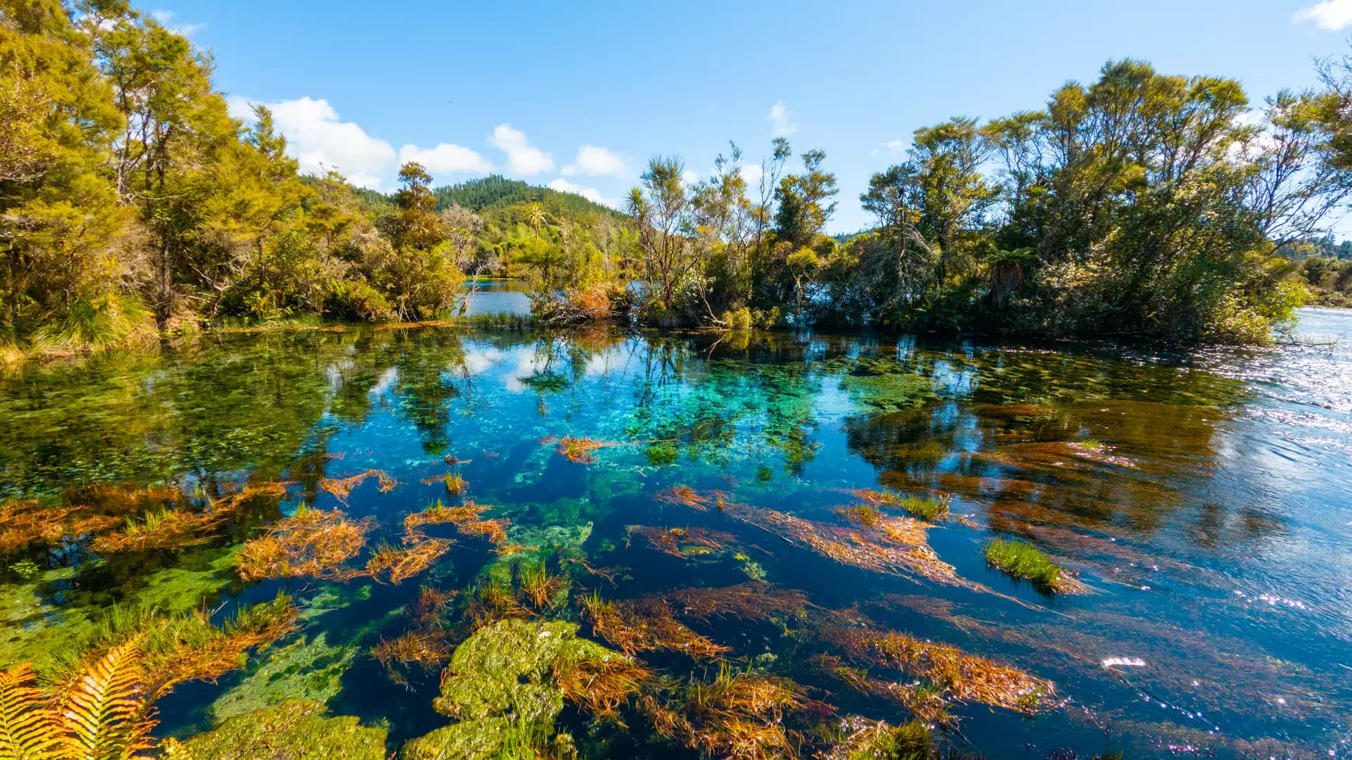 A vibrant, close-up landscape of crystal-clear spring water showing bright green and orange underwater plants, surrounded by lush native New Zealand bush under a bright blue sky.
