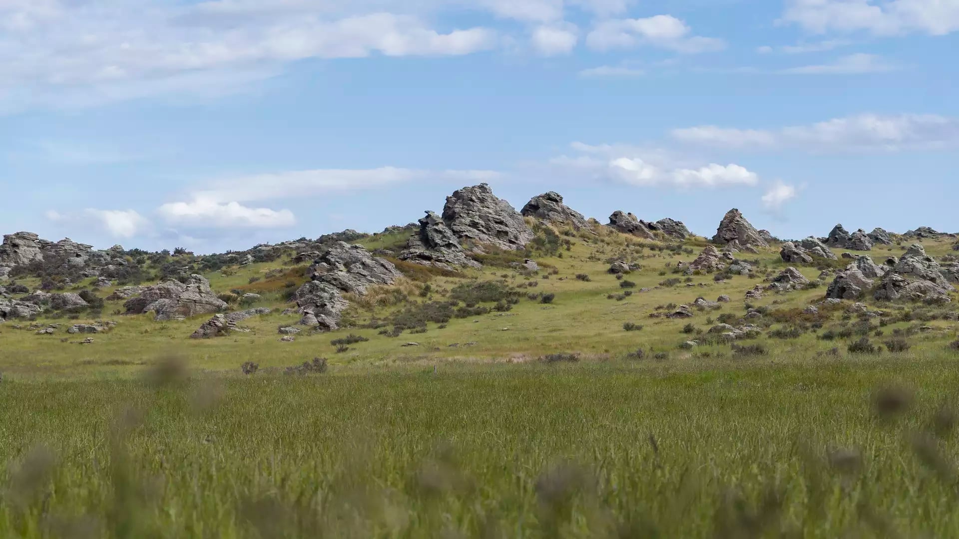 A wide view of a green grassy field in Middlemarch, Otago, featuring numerous jagged schist rock tors scattered across a gentle hillside under a bright blue sky.