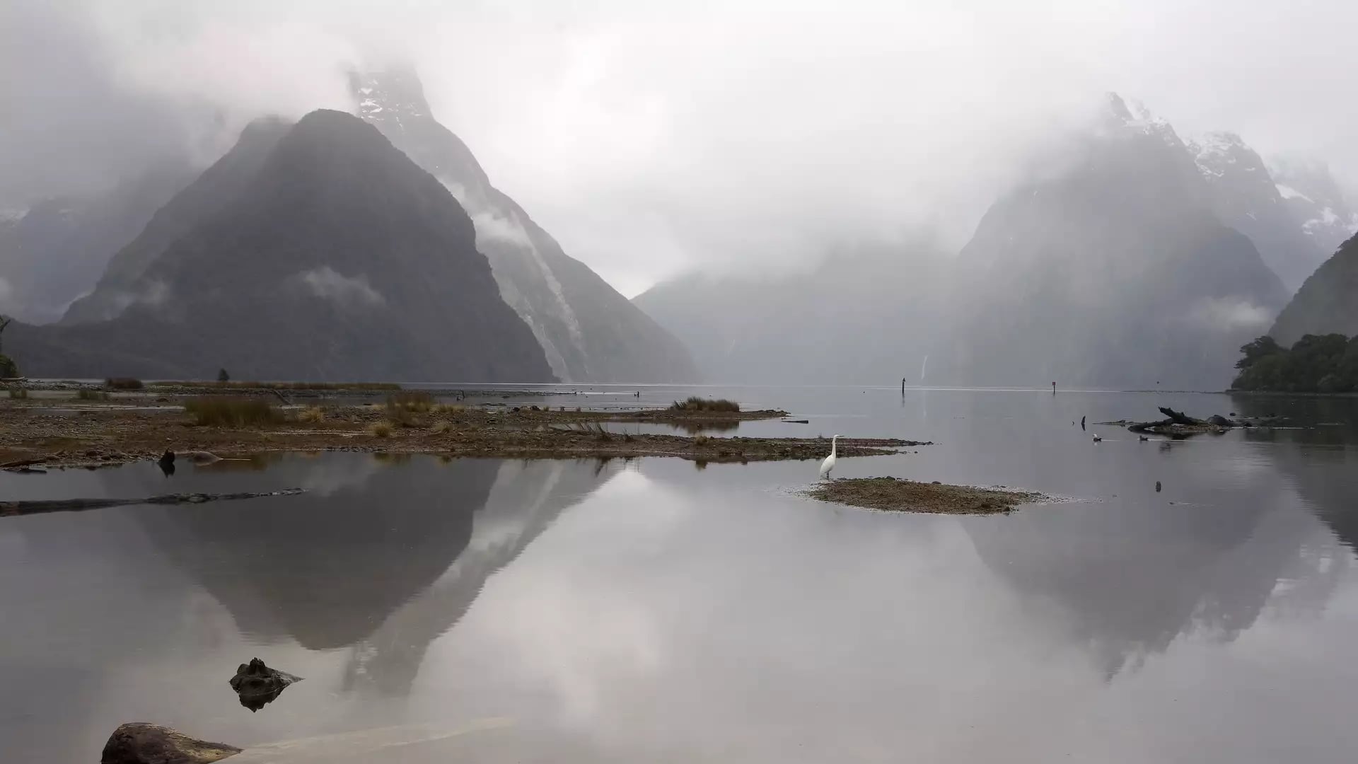 A white heron stands on a small island in the still, reflective waters of Milford Sound, with mist-shrouded mountains and Mitre Peak rising in the background.