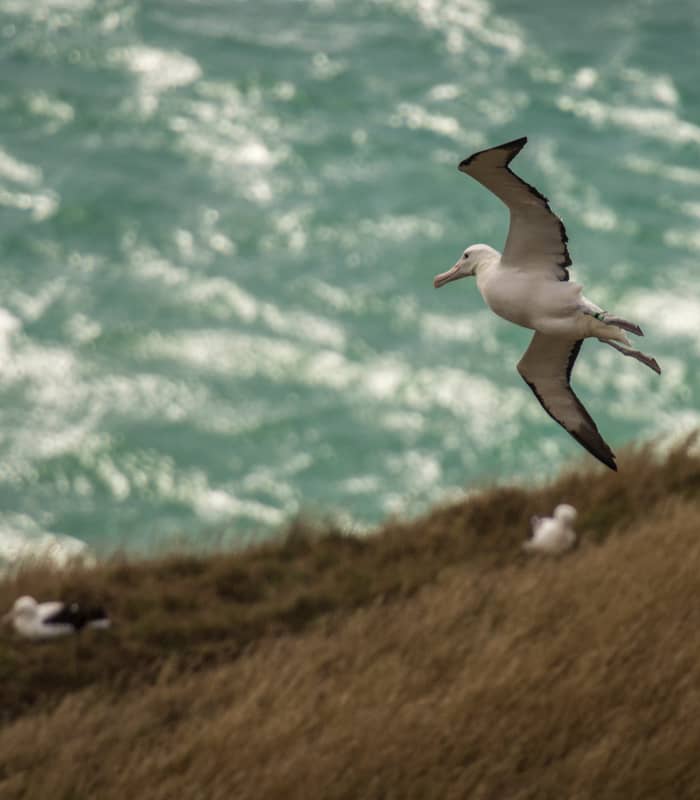 Albatross bird soaring over grassy cliff with ocean in the background near Dunedin