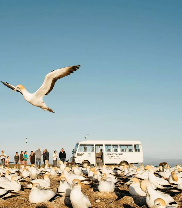 Gannets flying and resting with tourists and safari bus in background under blue sky