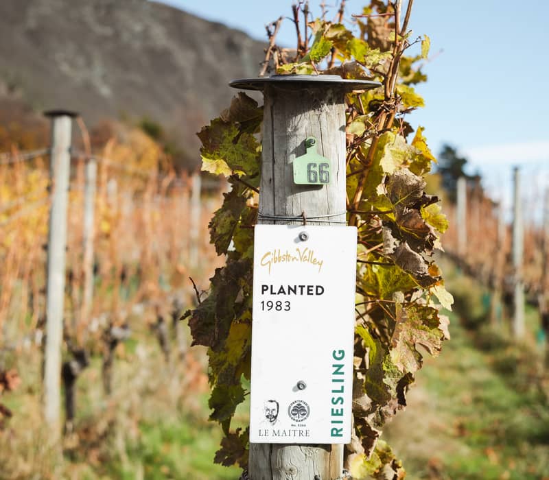 Wooden post with sign showing Riesling vines planted in 1983 in a vineyard with autumn leaves.