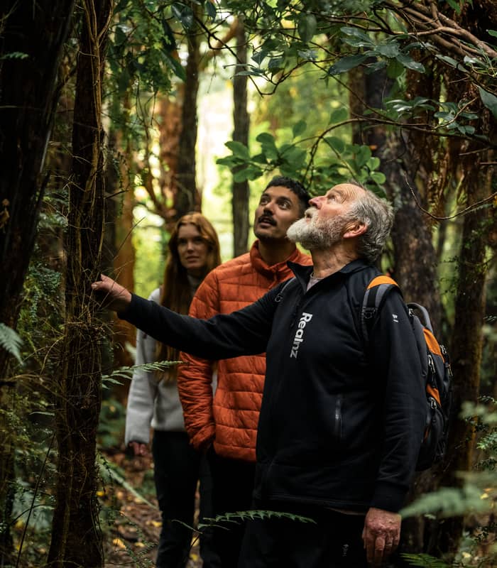 Three people hiking in a dense forest with a guide pointing at trees and plants.
