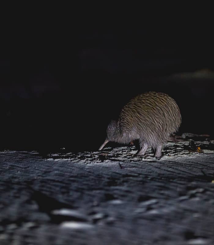 Wild kiwi bird at night on rocky ground with dark background