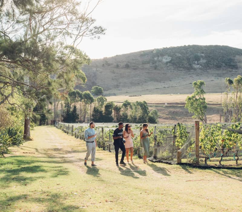 Four people walk together along a sunlit path beside vineyard rows at Stoneyidge on Waiheke Island. The landscape features rolling hills, scattered trees, and a relaxed, social atmosphere typical of a wine-tasting experience.