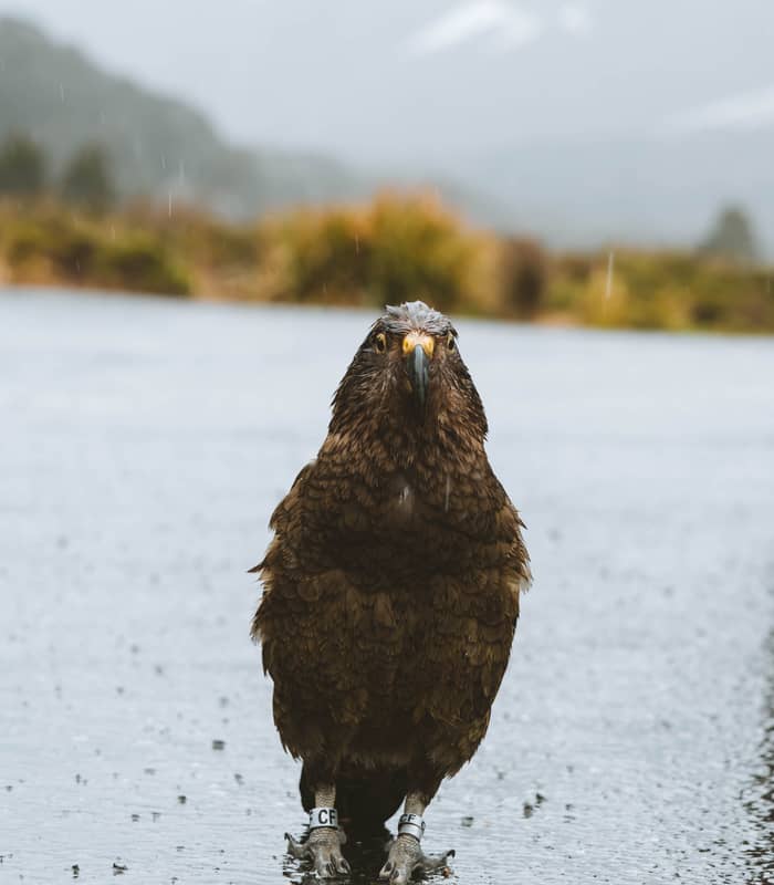 Wet Kea bird standing on wet ground in the rain with leg bands visible.