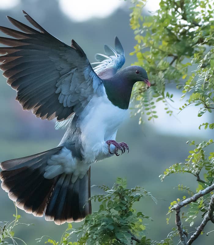 Kererū bird flying with wings spread near tree branches.